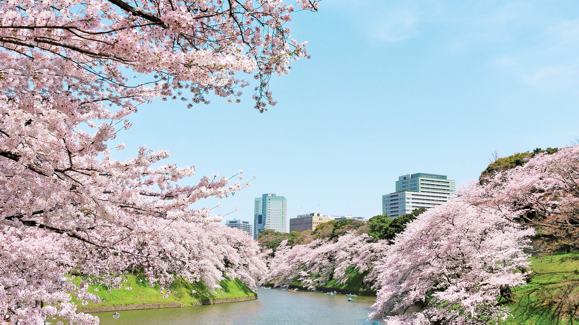 Cherry Blossom Viewing in and Around Hotel New Otani Tokyo