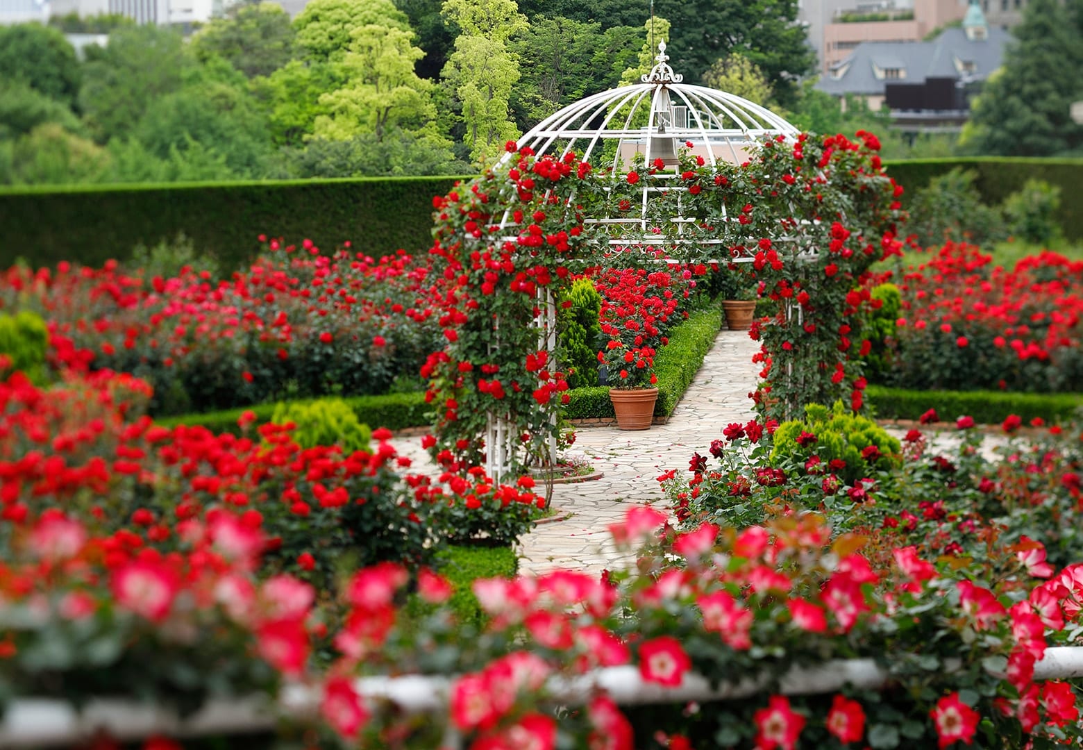 Special Events in the Rose Garden in full bloom