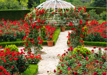 ROSE GARDEN