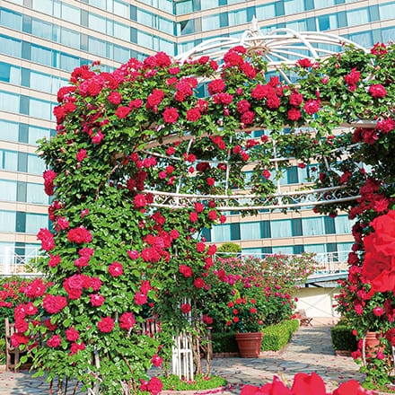 Red Rose Garden Special Month