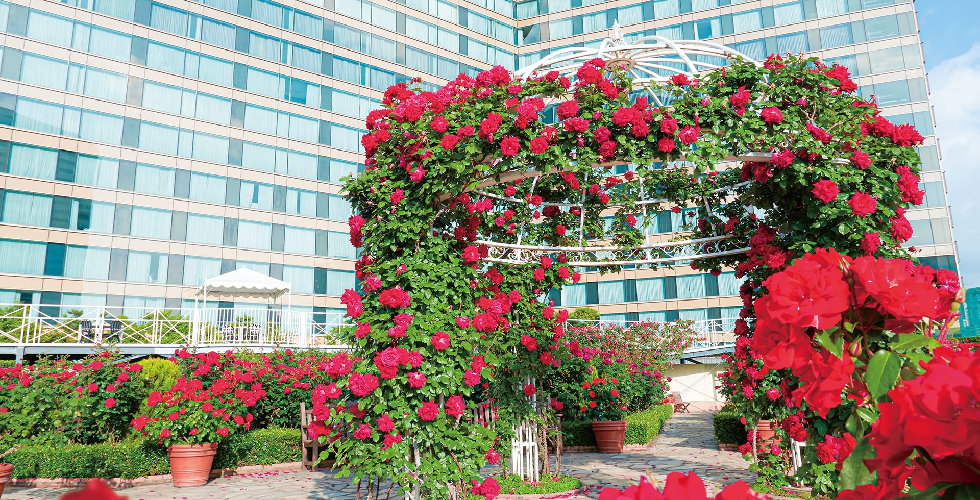 Red Rose Garden Special Month