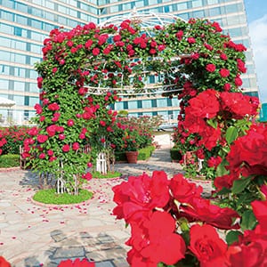 Red Rose Garden Special Month