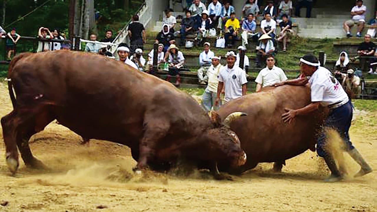 越後山古志の闘牛大会（牛の角突き）