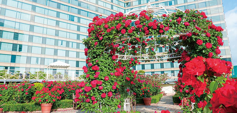 Red Rose Garden SPECIAL MONTH