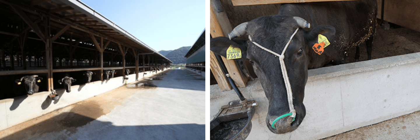 神戸ビーフのふるさと「川岸牧場」