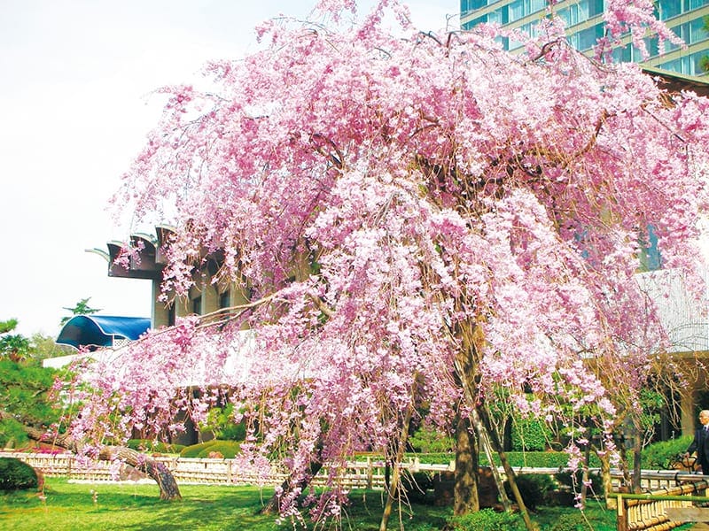 Red Weeping Cherry Tree outside the Hō banquet room