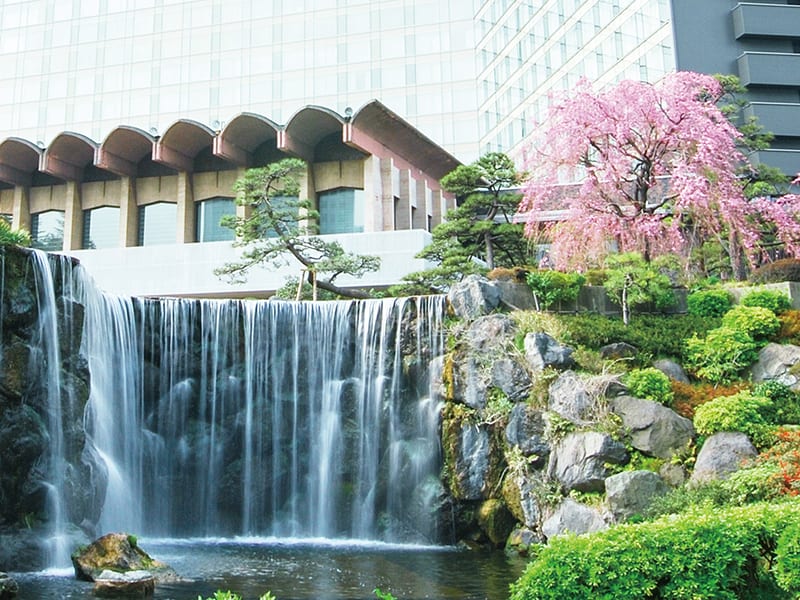 Weeping Cherry Tree and the waterfall