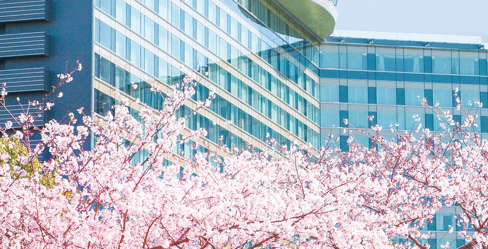 Spring Blossoms and Destinations