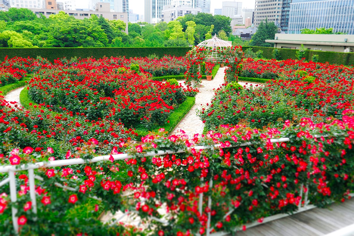 Red Rose Garden