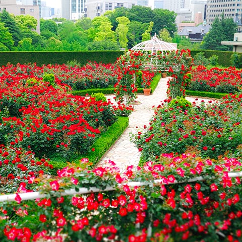 The Red Rose Garden Thirty-two Breeds of 30,000 Roses in Autumn Bloom