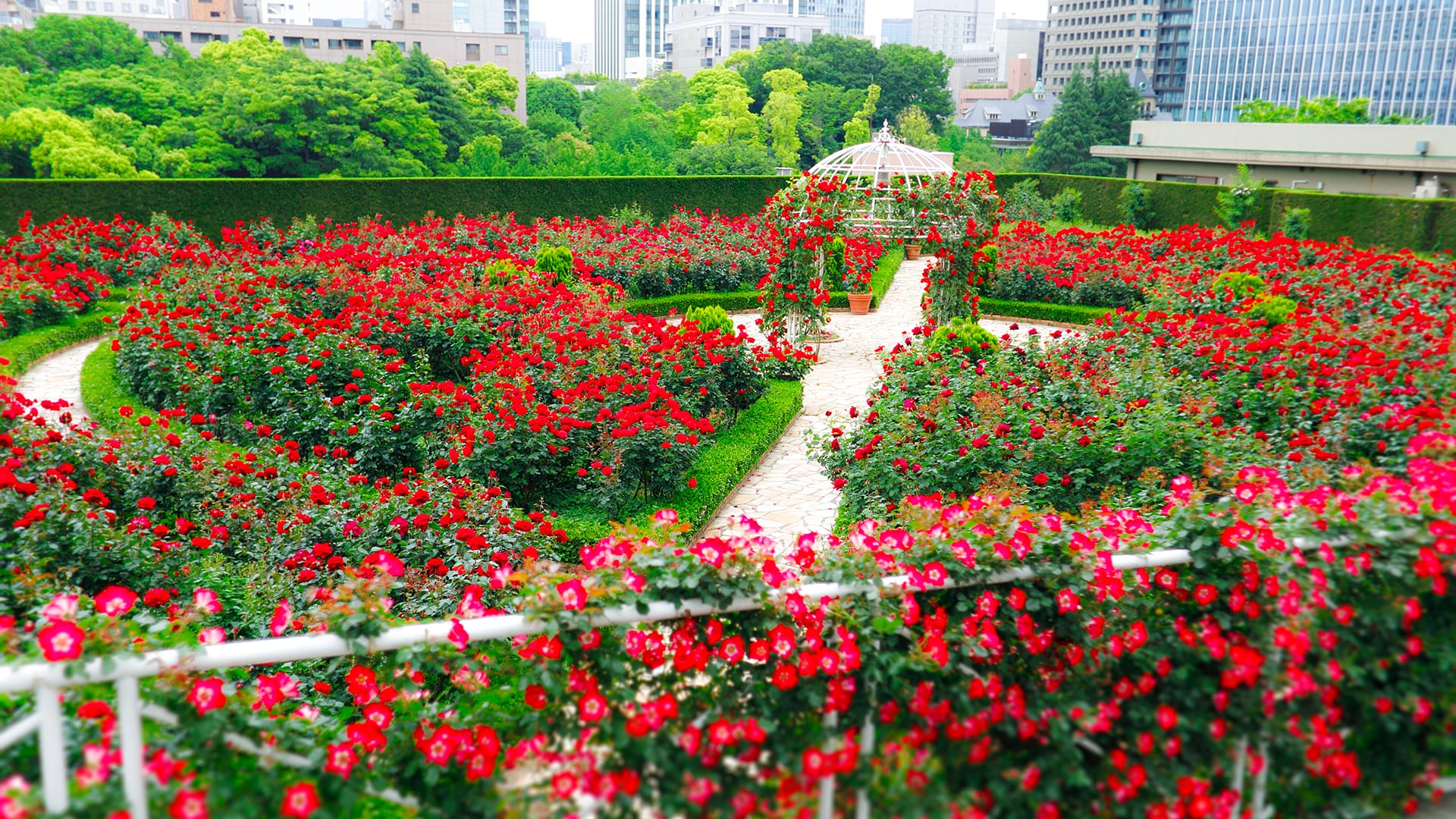 The Red Rose Garden in Autumn Bloom