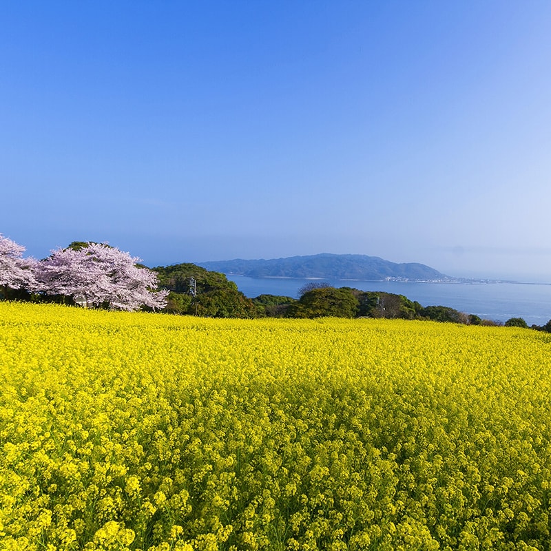 のこのしまアイランドパーク「菜の花」