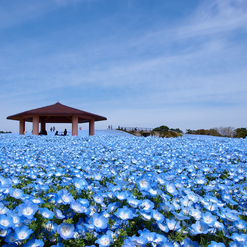 海の中道海浜公園「ネモフィラ」