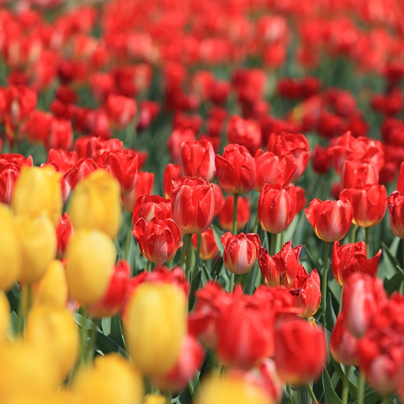 のこのしまアイランドパーク「菜の花」