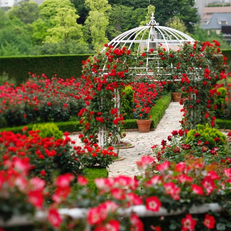 Red Rose Garden Special Month