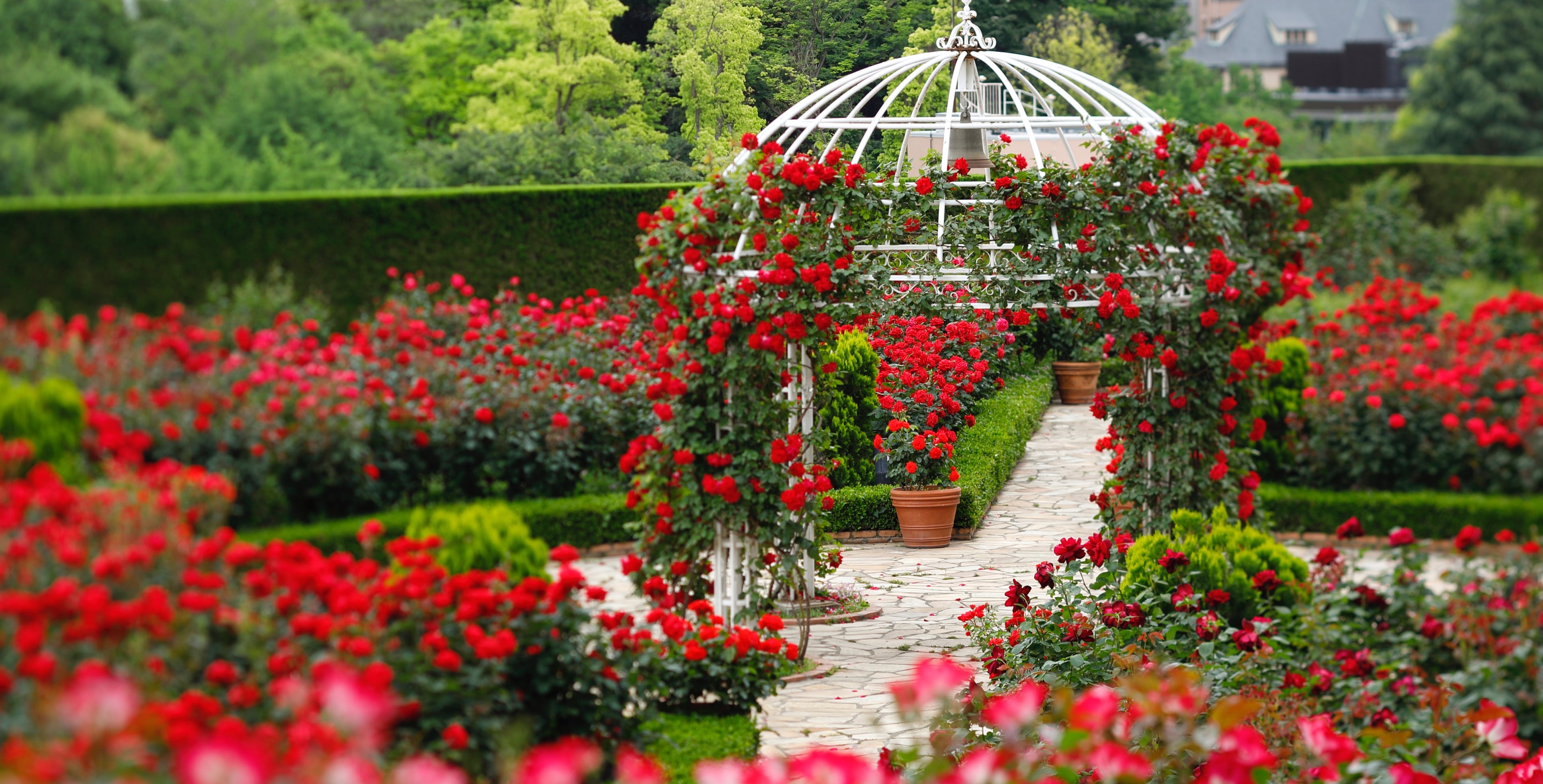 Red Rose Garden Special Month