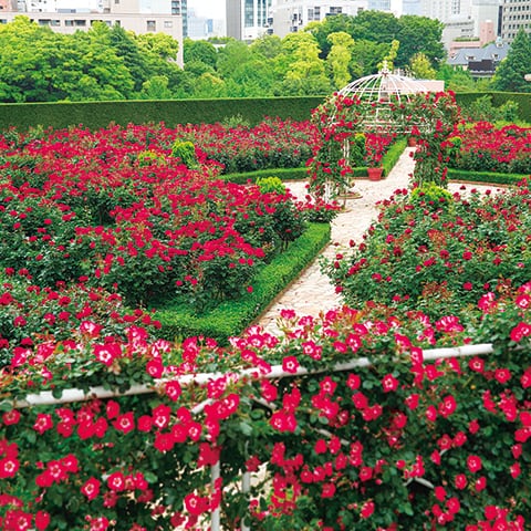 Red Rose Garden Special Month