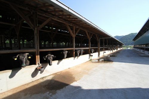 川岸牧場の牛舎の写真