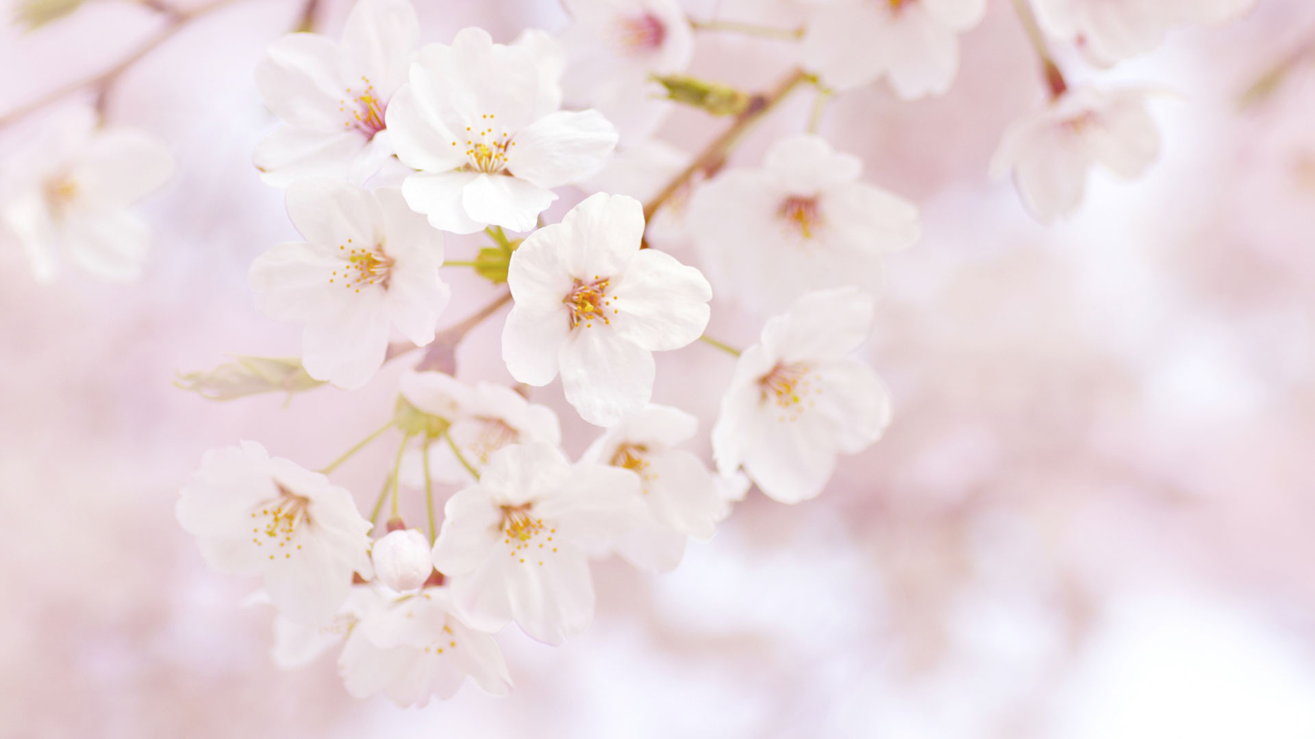 Japanese Festival "Sakura Week"