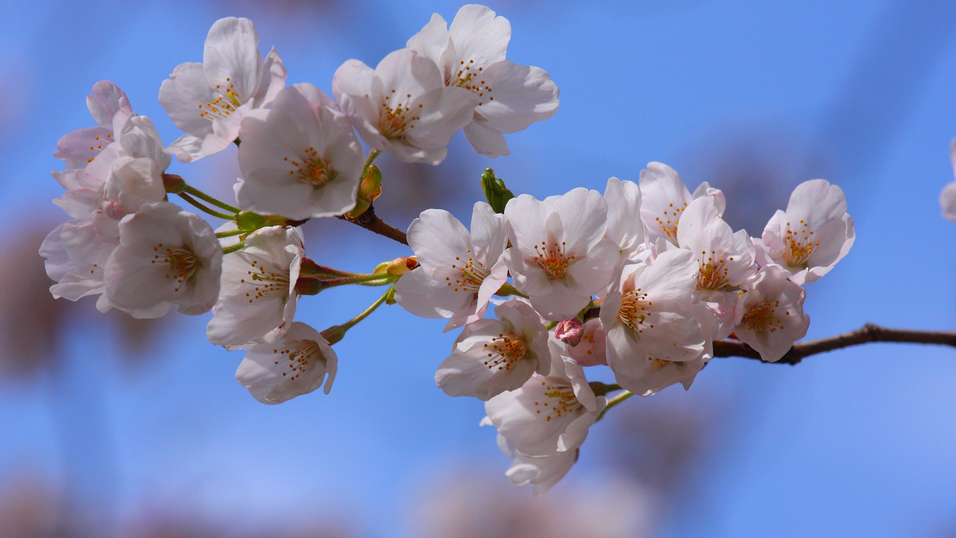 Cherry Blossoms