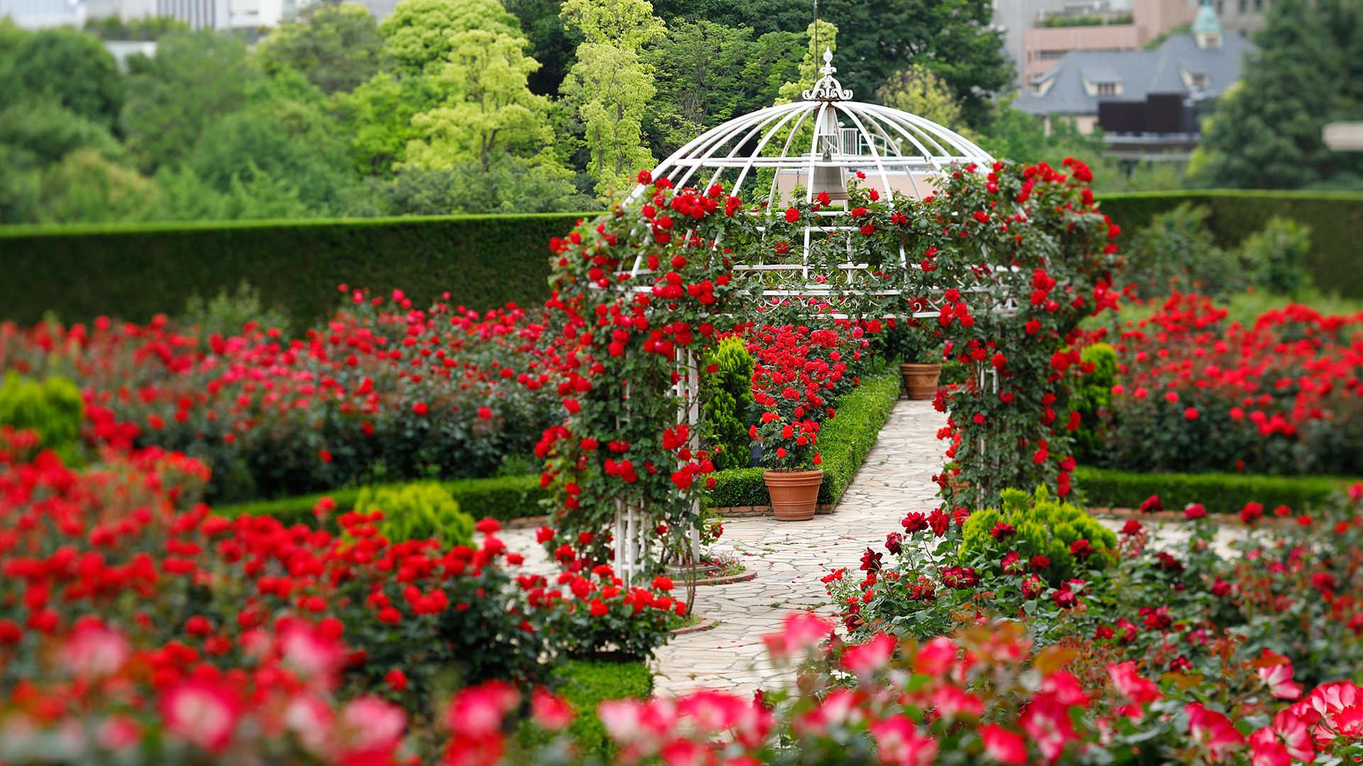 Red Rose Garden