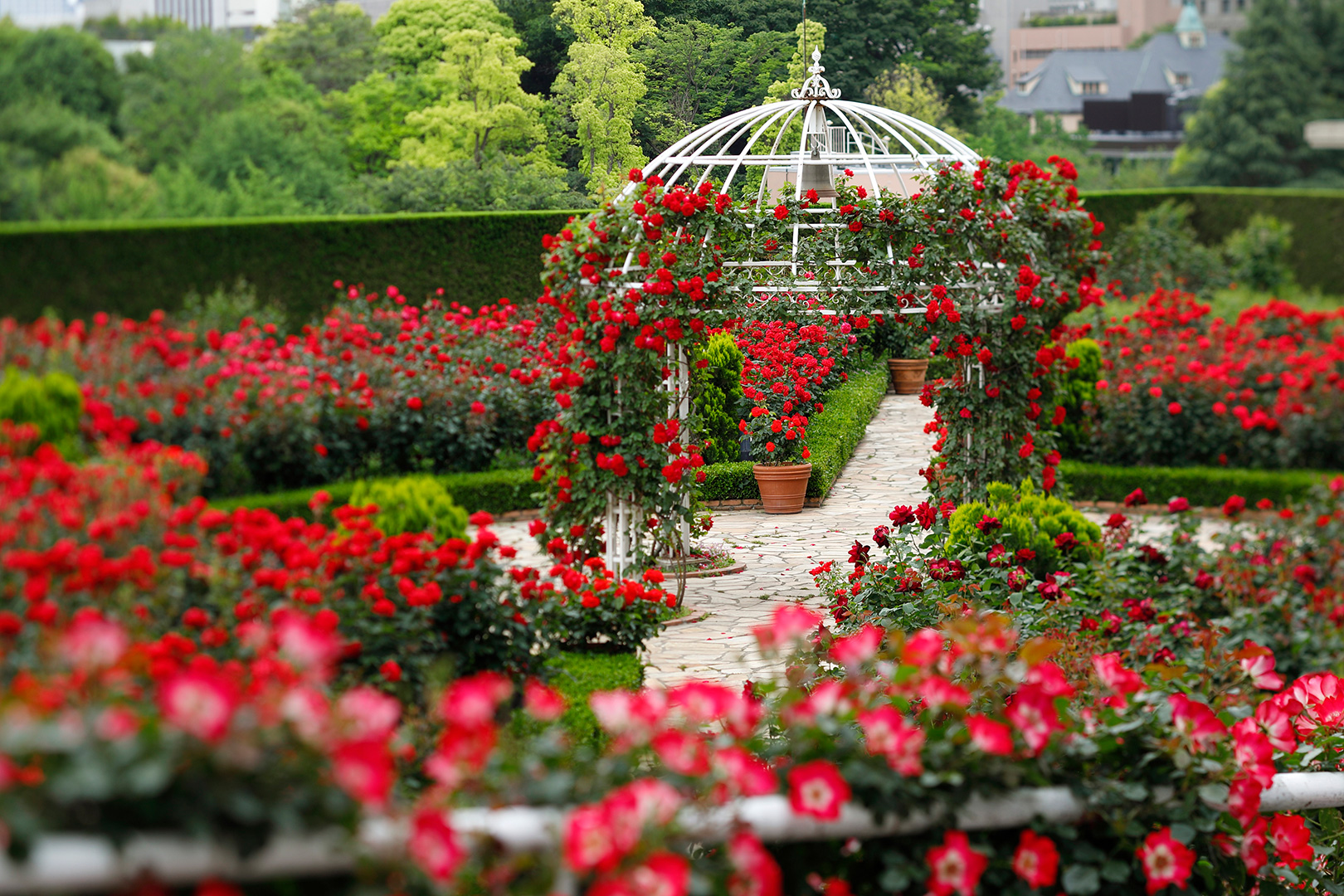 rose garden