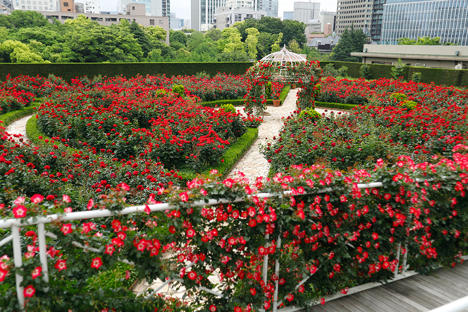 Red Rose Garden