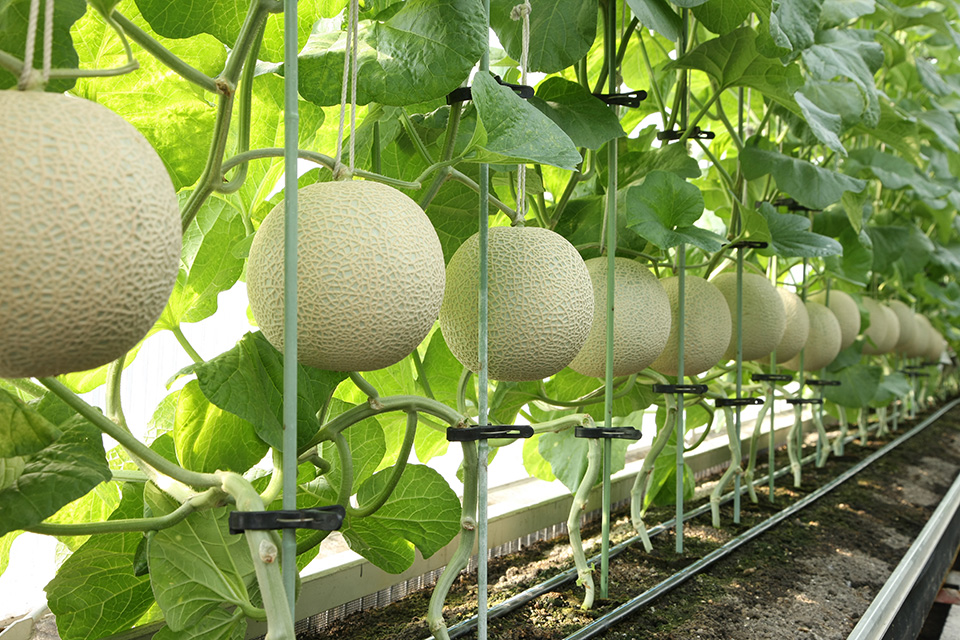 温室内のメロン栽培の写真