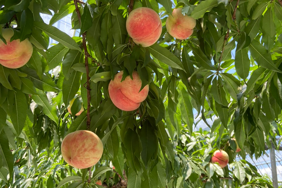 枝に実る桃の写真