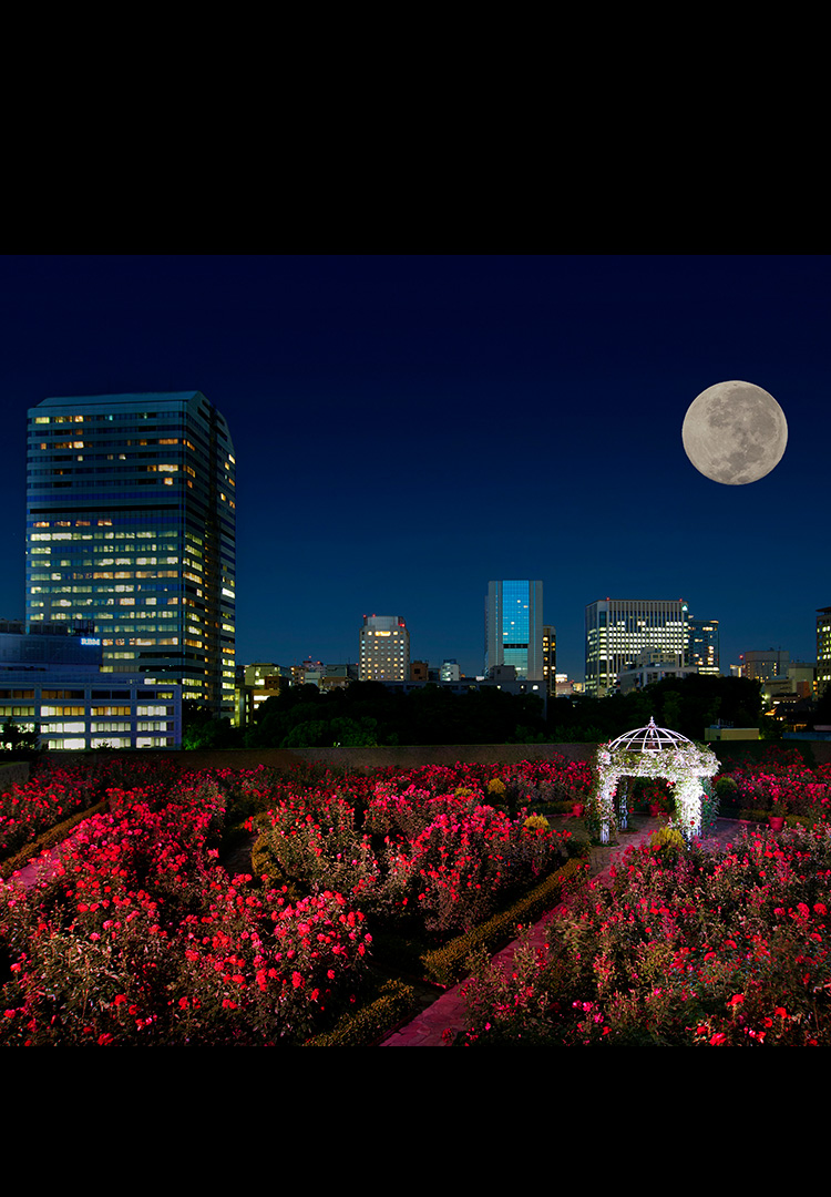 “TSUKIMI” at Red Rose Garden