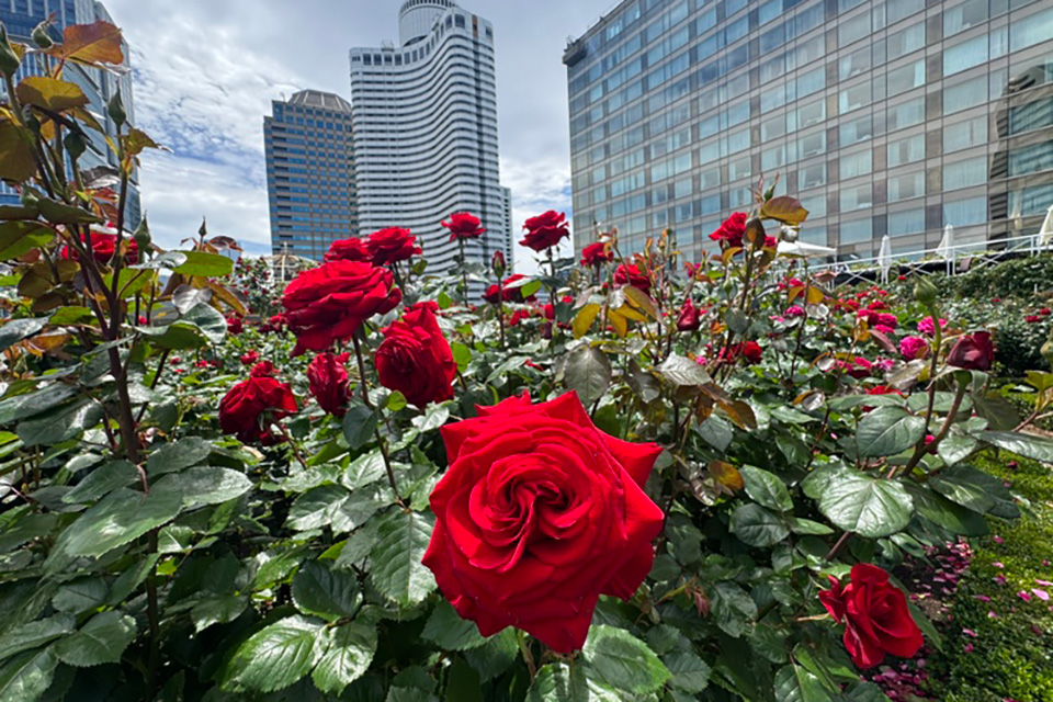 Red Rose Garden（レッドローズガーデン）