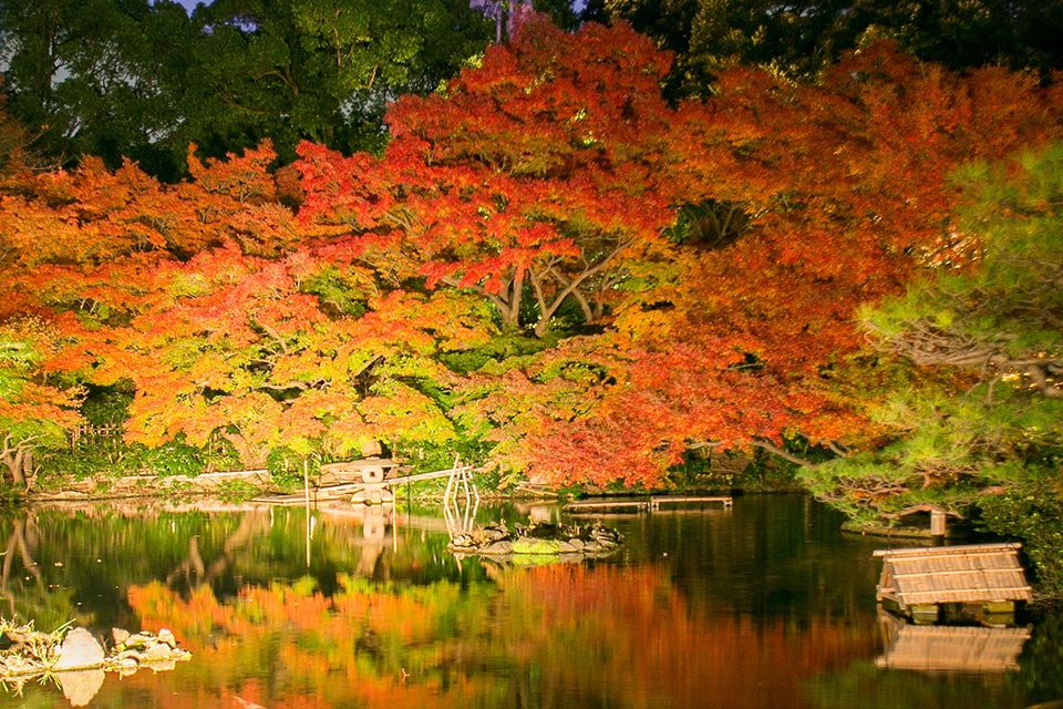 日本庭園の四季 秋　イメージ