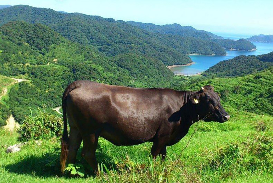 鹿児島黒牛