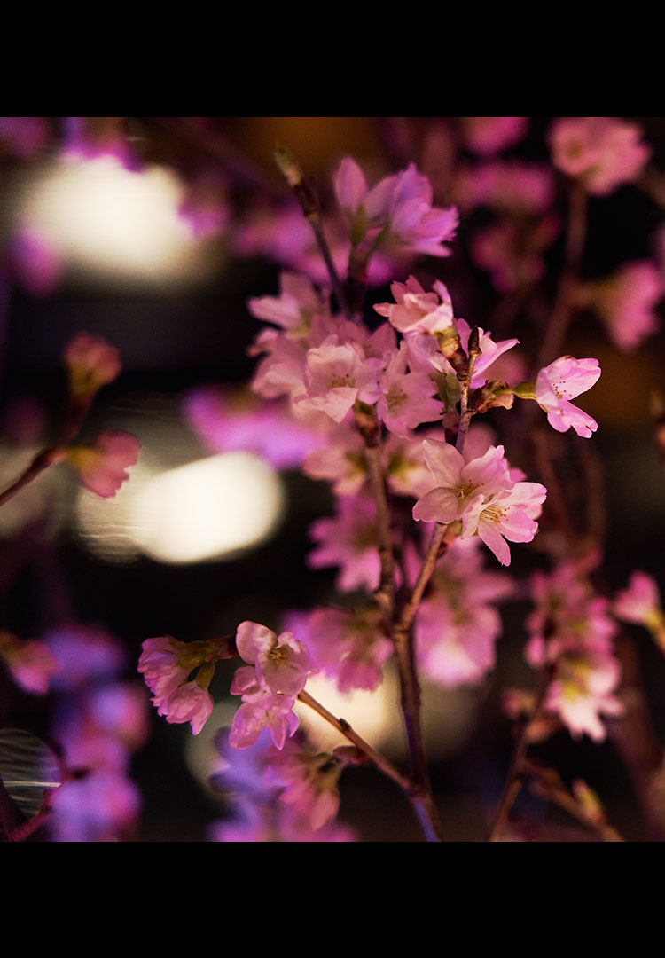 Tokyo “Sakura” Bar