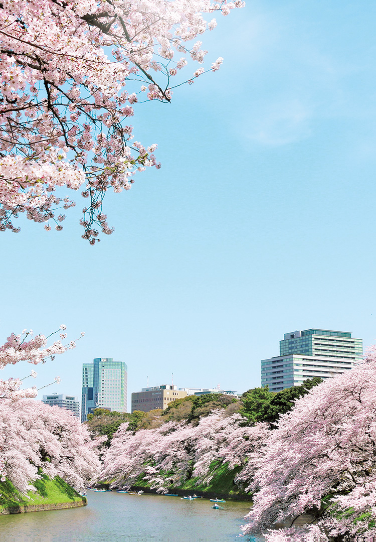 Cherry Blossom Viewing in and Around Hotel New Otani Tokyo