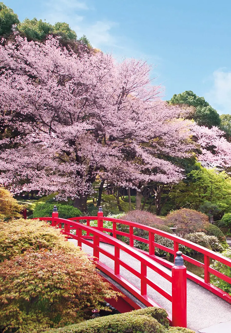桜が咲く日本庭園