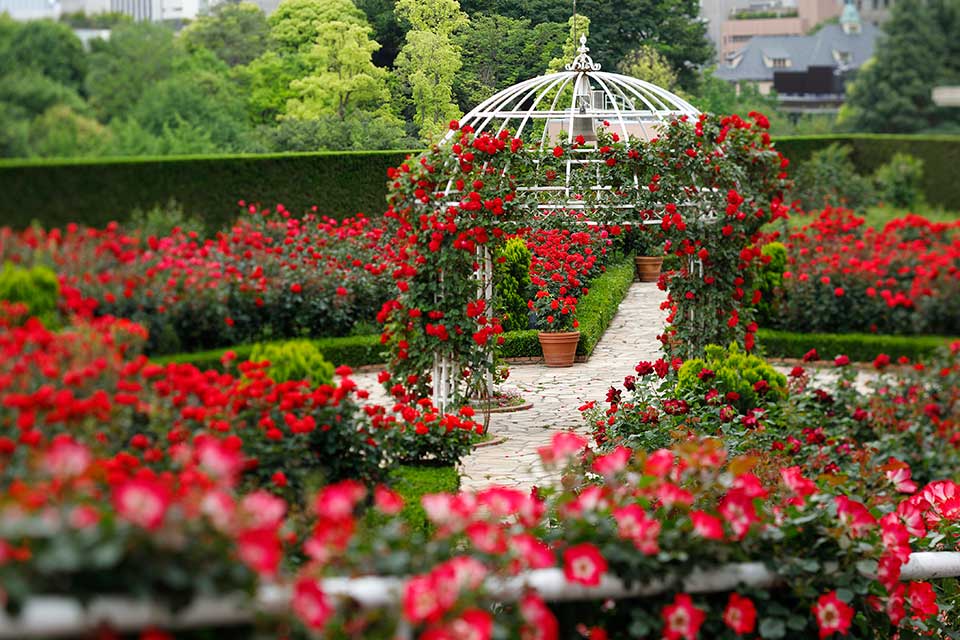 Rooftop greenery & rose garden