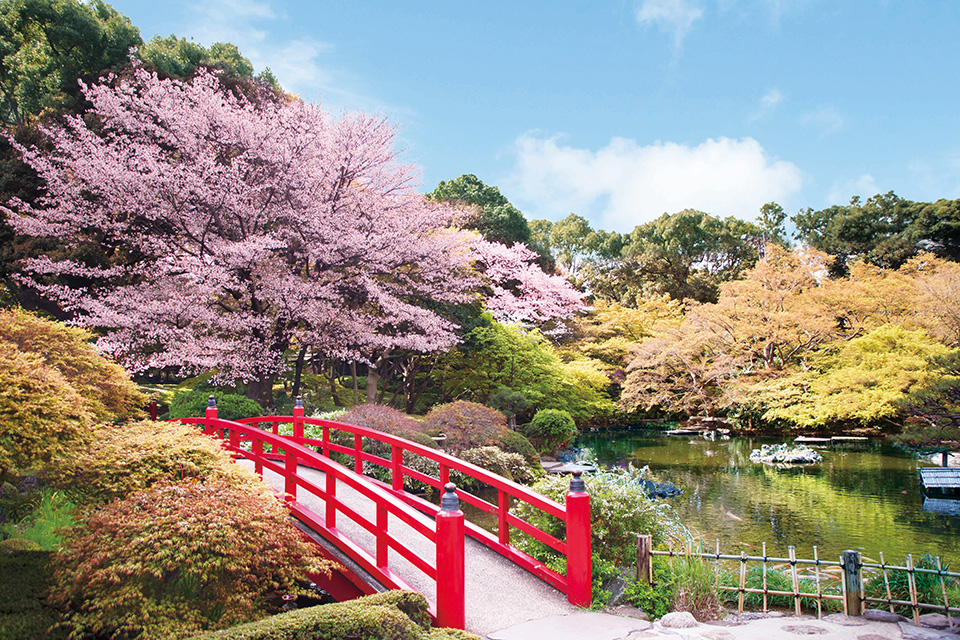 春の日本庭園の写真